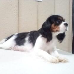 Mason/Cavapoo									Puppy/Male	/7 Weeks,Hi, I’m Mason! I’m a tiny bundle full of love and curiosity. I’m a F1 Cavapoo with the sweetest little face and the softest coat—perfect for cozy snuggles by the fireplace. I’m full of energy but gentle at heart, and I love spreading joy wherever I go. Every little adventure feels like a celebration to me! With my loving personality, I’m sure to brighten any home. I’m eager to learn, I love being around people, and I’ll quickly become your loyal best friend who fits right into your heart and home.