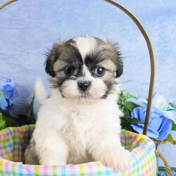 Bruiser/Shih Tzu									Puppy/Male	/10 Weeks
