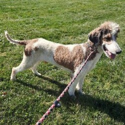 Carter/Bernedoodle									Puppy/Male	/8 Weeks,Carter is a handsome an loving bernedoodle he is very well socialized an loves to play with our children.he is up to date on vaccines an dewormer,he is vet checked an micro chipped an comes with a 1 year genetic health guarantee.call today to make him yours!