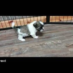 Bruiser/Shih Tzu									Puppy/Male	/10 Weeks,Meet Bruiser! This adorable Shih Tzu puppy is vet checked & up to date on shots & wormer. He can be registered with the ACA, plus comes with a health guarantee provided by the breeder! Bruiser is well socialized & currently being family raised with children, making him a perfect addition to your family home!