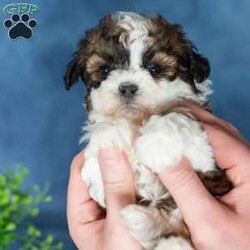 Quilla/Teddy Bear									Puppy/Female	/13 Weeks,Quilla is pure sweetness with a fluffy brown and white coat and the most lovable teddy bear look. Her warm coloring gives her a cozy, classic puppy appearance, and her soft texture makes her impossible not to cuddle. Quilla has that “pick me up and hug me” vibe that teddy bear puppies are known for.