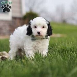 Mason/Cavapoo									Puppy/Male	/7 Weeks,Hi, I’m Mason! I’m a tiny bundle full of love and curiosity. I’m a F1 Cavapoo with the sweetest little face and the softest coat—perfect for cozy snuggles by the fireplace. I’m full of energy but gentle at heart, and I love spreading joy wherever I go. Every little adventure feels like a celebration to me! With my loving personality, I’m sure to brighten any home. I’m eager to learn, I love being around people, and I’ll quickly become your loyal best friend who fits right into your heart and home.