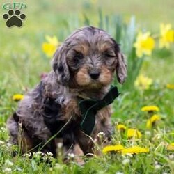Gabriel/Cavapoo									Puppy/Male	/7 Weeks,Introducing a sweet little Cavapoo named Gabriel! This boy is the definition of cute and lovable—always ready to greet people with tail wags and snuggles. He has a playful side too, especially when there’s a toy involved or a new spot to explore. With his soft, wavy coat and warm eyes, he knows exactly how to melt hearts. Whether it’s joining in on adventures or curling up for a cozy nap, this little one is the perfect little sidekick for your family!