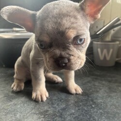 French Bulldog Female Puppy’s – Ready Now/French Bulldog/Female/Sex: Female,Healthy French Bulldog female puppy available. Born 5th Feb 2026, ready to leave 5th April.
