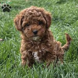 Jenny/Cavapoo									Puppy/Female	/8 Weeks,Watch out for this girl– she’ll have you wrapped around her little paw in a heartbeat! Playful as she is pretty, this baby doll loves to cuddle on your lap after a good day of fun in the sun! Jenny will do well one on one, with a couple, or in a family of any size, especially one looking for a sweet little pup who’s looking to love and be loved!