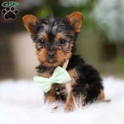 Trevor/Yorkie									Puppy/Male	/10 Weeks,Meet Trevor, the most darling little ACA Yorkshire Terrier you’ll ever encounter! With his soft, black & tan coat and twinkling eyes, she’s a picture of pure charm. He boasts a spunky yet sweet personality, he loves cozy snuggles as much as he does active play sessions. Yorkies are often described as loyal, intelligent and feisty dogs; despite their tiny size, they have big personalities and tend to steal the spotlight with their confident demeanor. He is the perfect blend of affection and sass, making his an irresistible companion for anyone lucky enough to welcome his into their home!