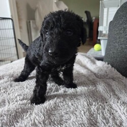 KC Reg Bedlington Terriers *reduced*/Bedlington Terrier/Female/Sex: Mixed Litter,*REDUCED *  KC Registered Bedlington Terrier Puppies – All Blue