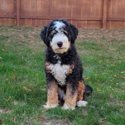 Jake/Mini Bernedoodle									Puppy/Male	/9 Weeks,Jake is a lovable and fun Miniature Bernedoodle puppy who will be the sweetest addition to his forever family! This precious boy is friendly, well socialized, and family raised. He comes home with a 30 day health guarantee as well as an extended genetic health guarantee, both provided by the breeder. Jake has been seen by a vet and is up to date on shots and de-wormer. This cutie-pie is ready to meet you!