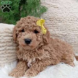 River/Bich-Poo									Puppy/Male	/9 Weeks,Meet River! An adorable Bichpoo puppy! He loves cuddles and all the attention! And is up to date on vaccines, and deworming. He has had a vet check done to make sure he’s in good health. For more information call or text Mary Sue. A $200 deposit will reseve him and is nonrefundable. We have shipping options available at an additional cost. 