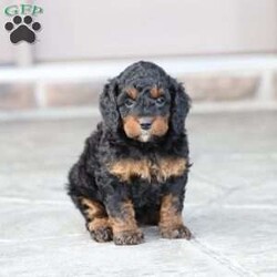 Reese/Cavapoo									Puppy/Female	/February 22nd, 2026,Reese is a sweetheart raised with the kind of love and care that a puppy needs for a great start in life! She also enjoys special diet for optimal health. Call, text or email to schedule your meet with this sweet girl! (we also offer facetime meetings)
