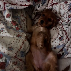 Adopt a dog:Little Luna /Cocker Spaniel/Female/Sex: Female,Beautiful Golden Cocker Spaniel Puppy Seeking Loving Forever Home