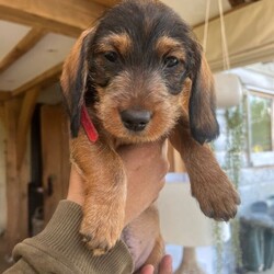 Wired Haired Dachshund puppies/Dachshund/Female/Sex: Mixed Litter,Our lovely Dinty has had 6 gorgeous puppies! 4 boys and 2 girls. They are being raised in a busy loving home with a heated floor, and are used to being handled with lots of cuddles!. Mum and Dad are both wired, they are beautifully marked and are now becoming lovely little characters, 