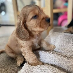 Adopt a dog:Stunning show cocker pups/Cocker Spaniel/Female/Sex: Mixed Litter,Stunning show cocker spaniels . Bitches and dogs available and can be seen with mom . Mom is our gorgeous girl Rosie , who is a fabulous mom . Dad is a stunning Show cocker stud . Pups have been wormed regularly . Raised in a busy house with other dogs , puppy obsessed children and all the sounds of normal life . Pups will come microchipped , vet checked and with first injection done . Viewings and deposits being taken now . Ready to leave 6/5/26