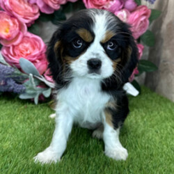 Adopt a dog:Daffy/Cavalier King Charles Spaniel/Female/February 24, 2026,Hi, I'm Daffy! I'm an 8-week-old female Cavalier King Charles Spaniel with a beautiful black & white coat, born on February 24. I am ready now to plan my trip to my forever family. Once I reach my adult size, I'm expected to weigh between 8–23 lbs. I'm AKC registered. I'm ready to make every day a little brighter with my puppy love.