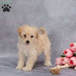Quinton/Maltipoo									Puppy/Male	/9 Weeks,Meet our adorable Maltipoo puppies! Little Quinton is full of love and life, always ready to wiggle his way right into your heart and home. With his playful personality and sweet nature, he will make the perfect companion for any family.