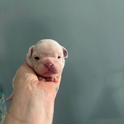 Beautiful French bulldogs/French Bulldog/Female/Sex: Mixed Litter,8 stunning Frenchie pups from our loving family home in Leicester. Mum and Dad are both here to meet—health, temperament and cuddles all top-notch.