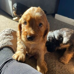 Adopt a dog:Stunning show cocker pups/Cocker Spaniel/Female/Sex: Mixed Litter,Stunning show cocker spaniels . Bitches and dogs available and can be seen with mom . Mom is our gorgeous girl Rosie , who is a fabulous mom . Dad is a stunning Show cocker stud . Pups have been wormed regularly . Raised in a busy house with other dogs , puppy obsessed children and all the sounds of normal life . Pups will come microchipped , vet checked and with first injection done . Viewings and deposits being taken now . Ready to leave 6/5/26