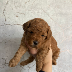 Adopt a dog:Cavapoochon Puppies  /Toy Poodle/Female/Sex: Male,Our beautiful girl Bella has given birth to 5 gorgeous red Cavapoochon puppies!