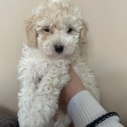 Cavapoochon Puppies/Cavapoochon/Female/Sex: Mixed Litter,Adorable Cavapoochon puppies Looking for Loving forever Homes