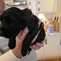 Cocker spaniel pups/Cocker Spaniel/Female/Sex: Mixed Litter,Got a litter of 5 stunning cocker spaniel pups, mam and dad are my pets.