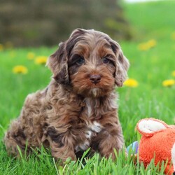 Elliot/Cockapoo									Puppy/Male	/7 Weeks