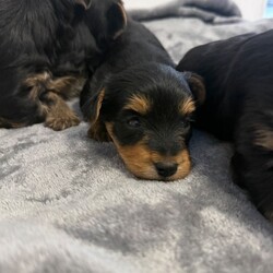 4 beautiful Yorkshire terrier puppy’s /Yorkshire Terrier/Female/Sex: Mixed Litter,My beautiful pet Lexi  , has had a beautiful litter of 4 Yorkshire terriers . ( 1 boy and 3 girls) born 24/03/26 ready to leave 26/05/26