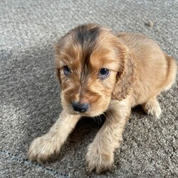Adopt a dog:Stunning show cocker pups/Cocker Spaniel/Female/Sex: Mixed Litter,Stunning show cocker spaniels . Bitches and dogs available and can be seen with mom . Mom is our gorgeous girl Rosie , who is a fabulous mom . Dad is a stunning Show cocker stud . Pups have been wormed regularly . Raised in a busy house with other dogs , puppy obsessed children and all the sounds of normal life . Pups will come microchipped , vet checked and with first injection done . Viewings and deposits being taken now . Ready to leave 6/5/26
