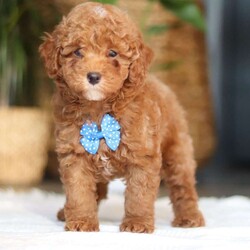 Bean/Miniature Poodle									Puppy/Male	/9 Weeks,Meet Bean, an AKC Miniature Poodle puppy with a soft, curly coat and an alert, intelligent expression. He has a balanced personality—enjoying playtime and interaction, while also settling down easily for quiet moments. Bean is active, curious, and responds well to attention, making him a good fit for a variety of home environments.