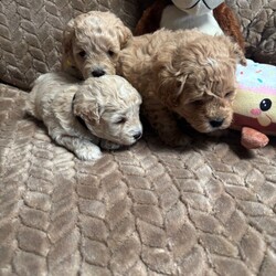 Adopt a dog:F1 maltipoo /Maltipoo/Female/Sex: Mixed Litter,Hi we are so excited to announce the birth of my girl beautiful little she as 5 amazing baby