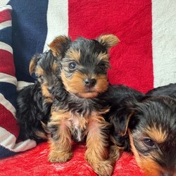 Adopt a dog:Miniature Yorkshire Terrier puppies/Yorkshire Terrier/Female/Sex: Male,Our beautiful litter of Miniature Yorkshire Terrier puppies are now ready to find their loving forever homes.