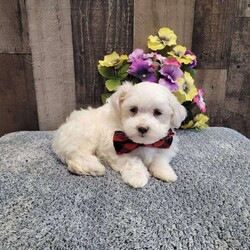 Prince/Maltese									Puppy/Male	/10 Weeks,Meet charming Prince he is so loveable and ready to meet his forever family! He has been socialized and is very good with children. Has been vet checked, vaccinated,  dewormed, microchip and comes with a health guarantee. Call or message today to make forever yours! License #4185 