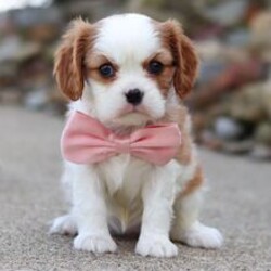 Mable/Cavalier King Charles Spaniel/Female/March 5, 2026
