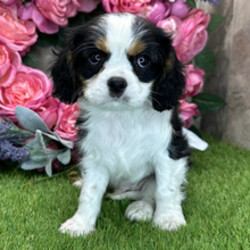 Adopt a dog:Forest/Cavalier King Charles Spaniel/Female/February 24, 2026,Hi, I'm Forest! I'm an 8-week-old male Cavalier King Charles Spaniel with a beautiful black & white coat, born on February 24. I am ready now to plan my trip to my forever family. Once I reach my adult size, I'm expected to weigh between 8–23 lbs. I'm AKC registered. I'm ready to be your forever cuddle companion.