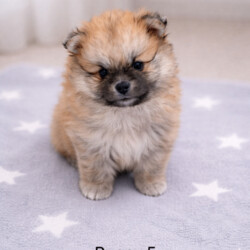 Teddy bears pomeranians 3 girls 2 boys/Pomeranian/Female/Sex: Mixed Litter,We are proud to present five beautiful Pomeranian puppies looking for their forever homes. These puppies are of excellent quality, with stunning fluffy coats, compact features, and adorable teddy-bear faces 