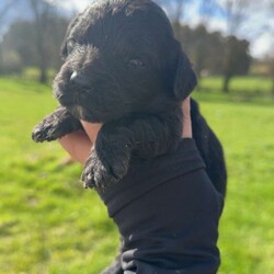 Adopt a dog:Sproodles/Sproodle/Female/Sex: Mixed Litter,6 beautiful pups 4 girls 2 boys .Raised as part of family home well socialised with kids.will be wormed fleed micochip.will come with a puppy pack.Mother can be seen dad was a stud dog.