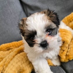 Adopt a dog:Puppies Shih Yzu/Shih Tzu/Female/Sex: Female,eautiful Shih Tzu puppies. 1 boy,2girl. Ready for their new home around May 15th. Puppies will be vaccinated and microchipped.