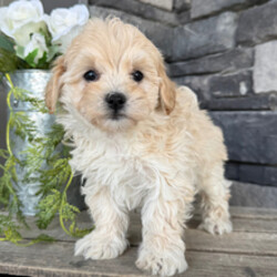 Adopt a dog:Ashley/Maltipoo/Female/February 22, 2026,Hi, I'm Ashley! I'm an 8-week-old female Maltipoo. My dad is a Maltese and my mom is a Poodle. I have a beautiful apricot coat, and I was born on February 22. I'll be ready to go home to my forever family after April 20, once I'm grown enough to leave my litter. When I reach my adult size, I should weigh between 7–8 lbs. I'm UABR registered. My puppy eyes are ready to melt your heart.