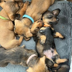 Wired Haired Dachshund puppies/Dachshund/Female/Sex: Mixed Litter,Our lovely Dinty has had 6 gorgeous puppies! 4 boys and 2 girls. They are being raised in a busy loving home with a heated floor, and are used to being handled with lots of cuddles!. Mum and Dad are both wired, they are beautifully marked and are now becoming lovely little characters, 