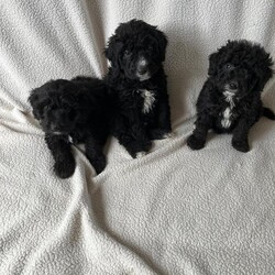 Adopt a dog:Bordoodle puppies /Bordoodle/Female/Sex: Mixed Litter,Adorable Border Collie x Poodle Puppies. They are ready to leave for their new homes at 8 weeks old on Friday.