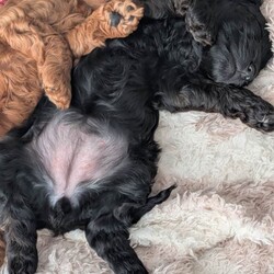 Cockapoo Puppy ( Last remaining pup from litter)/Cockapoo/Female/Sex: Female,F2 black female cockapoo puppy born 13/03/2026, Ready to leave 08/05/2026. 
