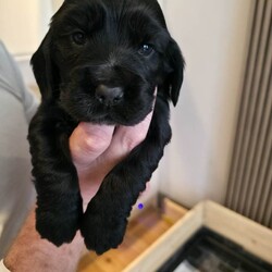 Cocker spaniel pups/Cocker Spaniel/Female/Sex: Mixed Litter,Got a litter of 5 stunning cocker spaniel pups, mam and dad are my pets.