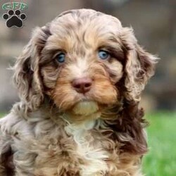 Isaac/Cavapoo									Puppy/Male	/8 Weeks,Isaac is a stunning Cavapoo puppy who will love playtime and cuddles with his forever family! This beautiful boy is socialized, family raised, and ready to meet you. Isaac has been seen by a vet and is up to date on shots and de-wormer. This sweetheart also comes home with a 30 day health guarantee as well as an extended genetic health guarantee, both provided by the breeder.