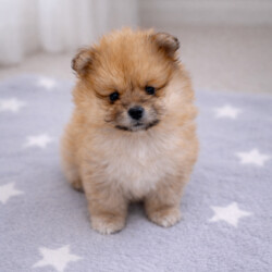 Teddy bears pomeranians 3 girls 2 boys/Pomeranian/Female/Sex: Mixed Litter,We are proud to present five beautiful Pomeranian puppies looking for their forever homes. These puppies are of excellent quality, with stunning fluffy coats, compact features, and adorable teddy-bear faces 