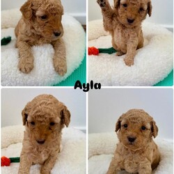Exceptional F1BB Cockapoo Puppies/Cockapoo/Female/Sex: Mixed Litter,Our beautiful litter of 7 F1BB Cockapoo puppies are now ready to be reserved and we are starting to look for their perfect forever homes   