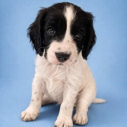 Cocker spaniels /Cocker Spaniel/Female/Sex: Mixed Litter,We have a lovely litter of Cocker Spaniel puppies looking for their forever homes. They are full of energy, very affectionate, and great for families .