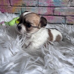Adopt a dog:Long-haired Chihuahua girl /Chihuahua/Female/Sex: Female,Adorable long-haired Chihuahua girl looking for a loving home