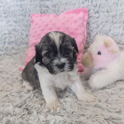 Pansy/Havanese									Puppy/Female	/February 23rd, 2026
