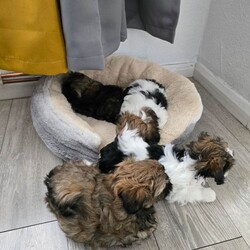Adopt a dog:Puppies Shih Yzu/Shih Tzu/Female/Sex: Female,eautiful Shih Tzu puppies. 1 boy,2girl. Ready for their new home around May 15th. Puppies will be vaccinated and microchipped.