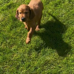 Adopt a dog:Irish Setter Pups /Irish Setter/Female/Sex: Mixed Litter,Eight pups (six dogs and two bitches), Kennel club registered, working strain with Ballydavid / Hunshigo breeding.  Ready for sale at the end of April. Sire and Dam available to see with the pups.