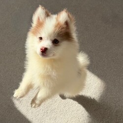 Adopt a dog:Pomsky puppy /Pomsky/Female/Sex: Male,Our beautiful boy has the most unique eyes and a stunning colourway that really makes him stand out. He’s a lovely dog, but unfortunately we need to find him a new home as our cat isn’t getting along with him. He is microchipped and has had his vaccinations. He isn’t quite ready to leave just yet, but we’re looking for the right home for him when the time comes.